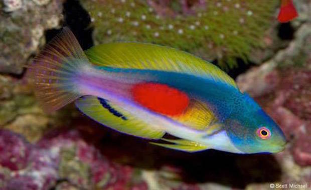 2.1 Fairy Wrasses: The scottorum group | Reef Builders | The Reef and ...