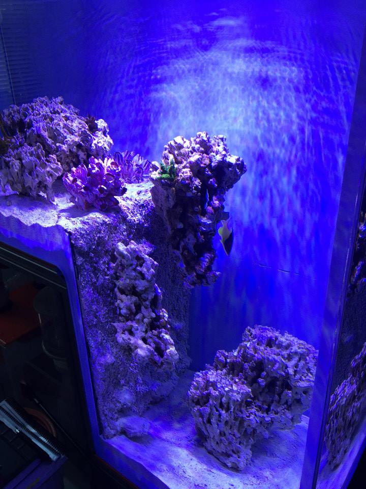 Primo Reef pushing the boundaries with extreme drop off tank | Reef ...
