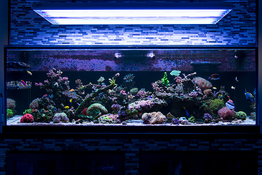 Image showcasing The Water Change Conundrum | Reef Builders | The Reef and Saltwater ...