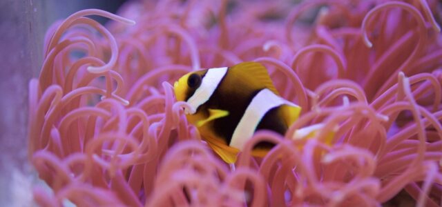 Captive-bred Amphiprion latifasciatus, the Madagascar Clownfish, offered by Ross DeAngelis.