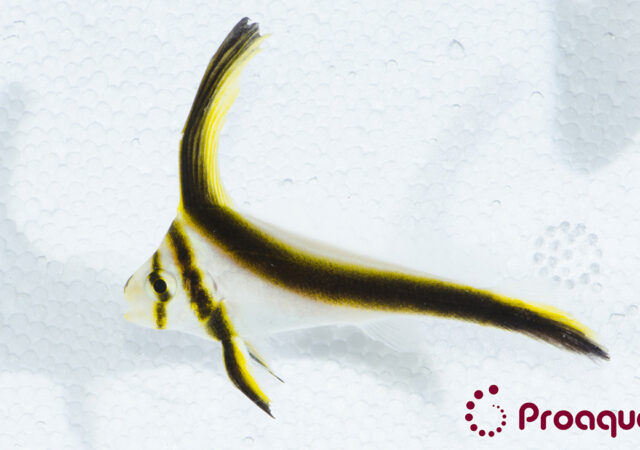 Captive-bred Jackknife Fish, Equetus lanceolatus, introduced in quantity by Proaquatix.