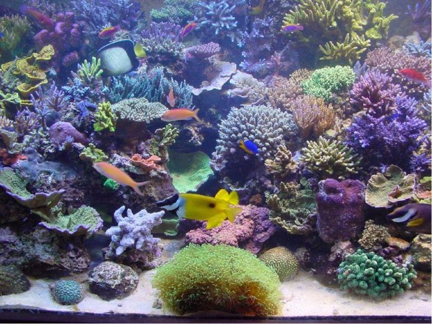 The Water Change Conundrum | Reef Builders | The Reef and Saltwater ...