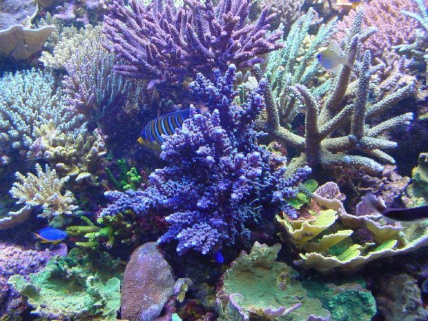 The Water Change Conundrum | Reef Builders | The Reef and Saltwater ...