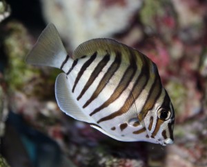 Among The Reef Brings Back the Prized Mauritian Zebra Tang | Reef ...