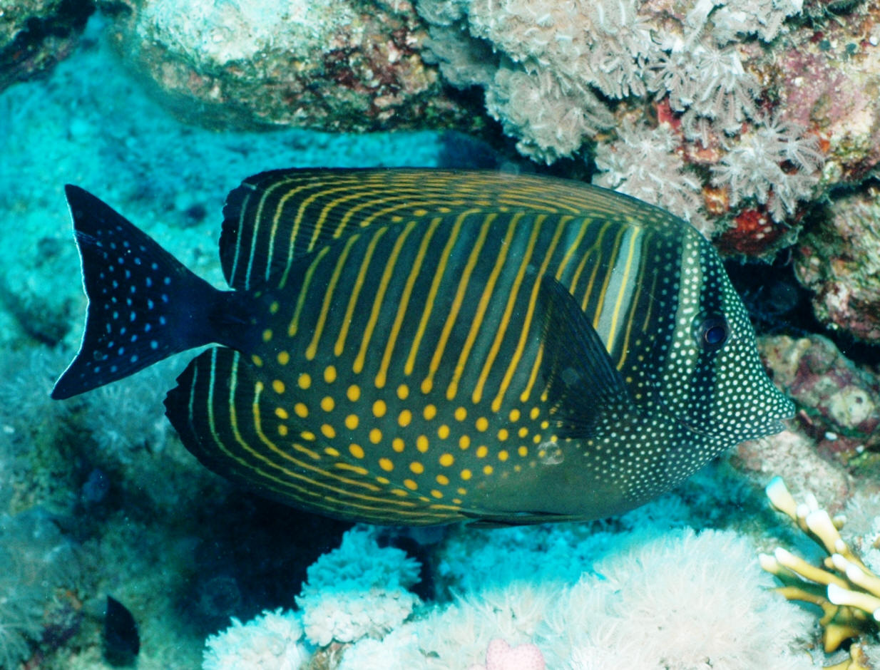 A large adult red sea sailfin tang