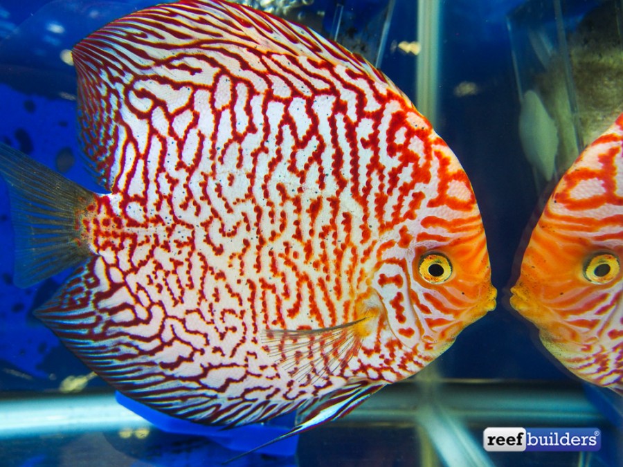 Best of the Aquarama 2015 discus competition Reef Builders The Reef