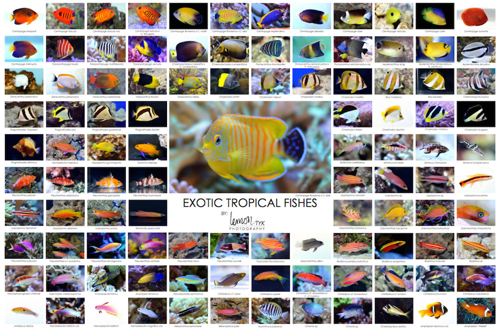 exotic pet fish