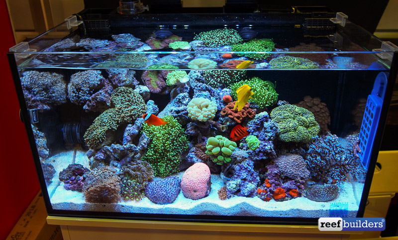 New Accessories And Upgrades Make Innovative Marine Tanks Even More Desirable Aio Reef Builders The Reef And Saltwater Aquarium Blog,Bittersweet Plant