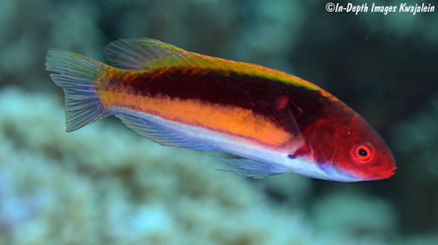 2.2 Fairy Wrasses: The cyanopleura group | Reef Builders | The Reef and ...