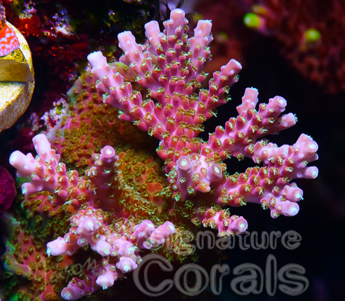 Living the Reef Life Part Two | Reef Builders | The Reef and Saltwater ...