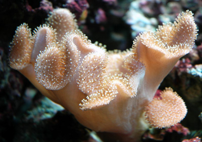 Sarcophyton Leather Corals: Attractive, Toxic, and Tough as Nails ...