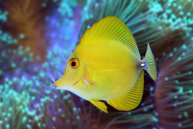 Awesome Fish Spotlight! Super Xanthic, Yellow Scopas Tang Shows Up In ...