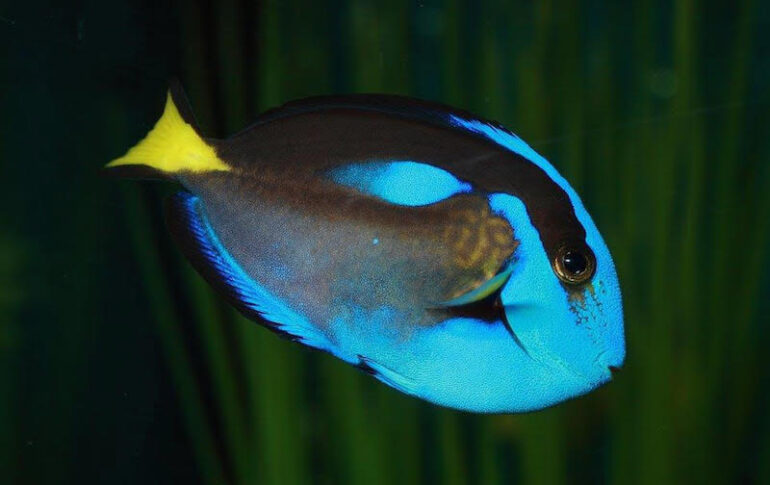 Aberrant regal tang is turning heads at Abyss Aquatic Warehouse, UK ...