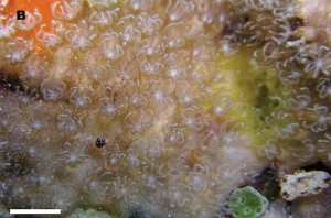 Nanipora kamurai, a skeleton-building Octocoral that could already be ...