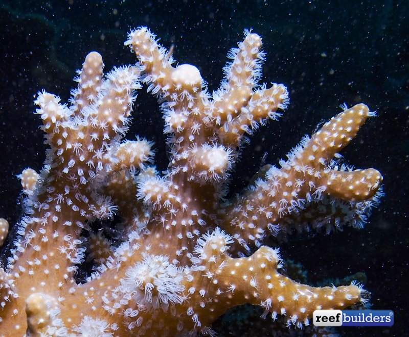 Types Of Soft Corals