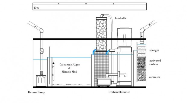 Comment fonctionne un filtre à décantation pour aquarium - Reef Sump 620x343