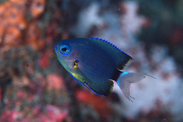 Opinion I love Chromis leucura Reef Builders The Reef and