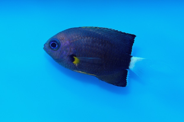 Opinion I love Chromis leucura Reef Builders The Reef and