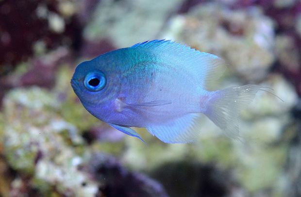 Opinion I love Chromis leucura Reef Builders The Reef and