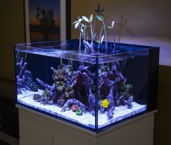 New Fusion Lagoons tanks in two sizes from Innovative Marine | Reef ...