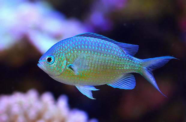 Do you even Chromis viridis? How well do you know your damsels? | Reef ...