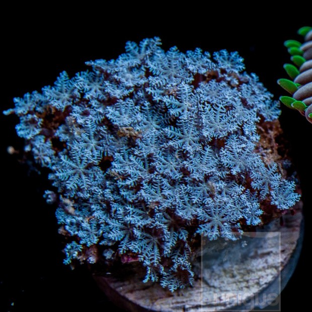 Top 5 invasive corals that border on being aquarium pests | Reef ...