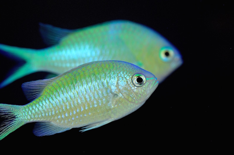 How to Draw a Damselfish with Color Pencils [Time Lapse]