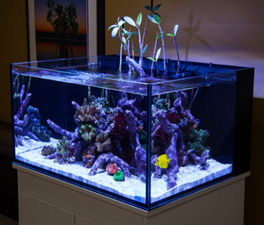 Innovative Marine Launches Line of Versatile Lagoon-style Aquariums ...