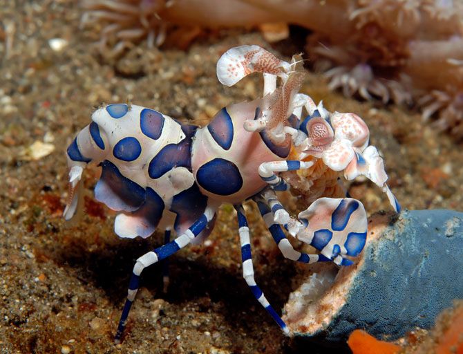 shrimp for reef tank