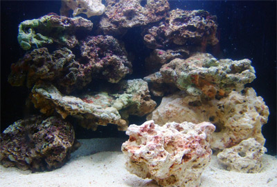 How Much Live Rock Do You Really Need? | Reef Builders | The Reef and Saltwater Aquarium Blog