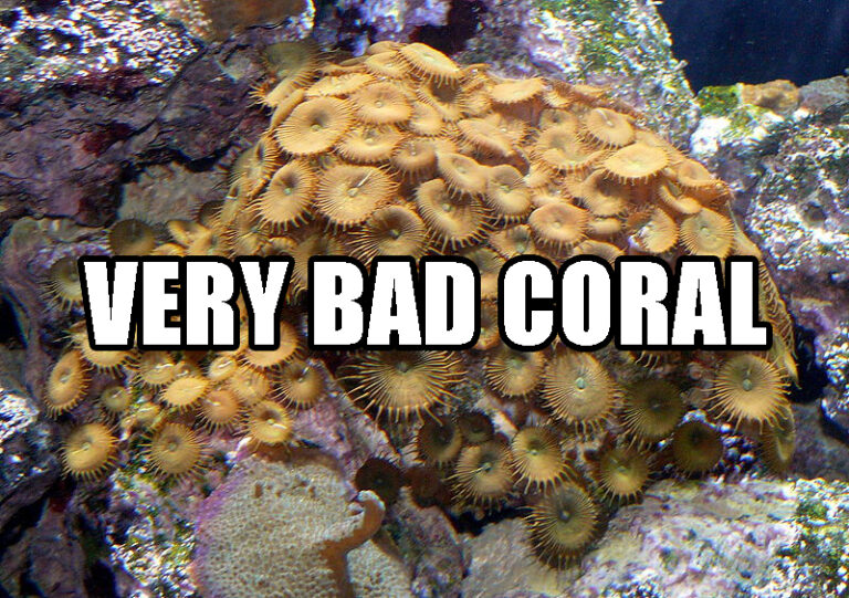 Palytoxin from Palythoa zoanthids is really, REALLY dangerous Reef