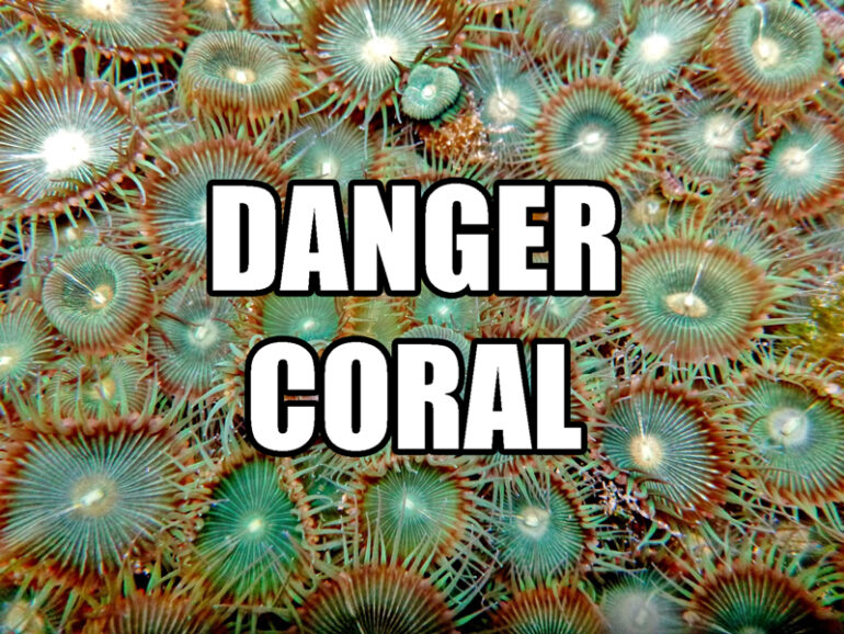 Palytoxin from Palythoa zoanthids is really, REALLY dangerous Reef Builders The Reef and