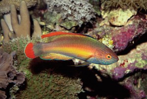 3.1 Fairy Wrasses: The rubrimarginatus group | Reef Builders | The Reef ...