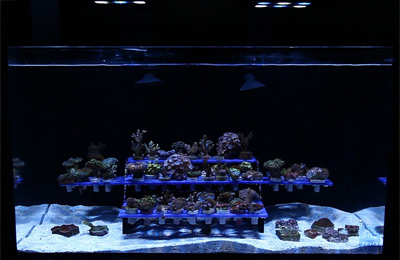 15 pcBlack Eggcrate Lighting louver live coral frag rack aquarium Egg crate 