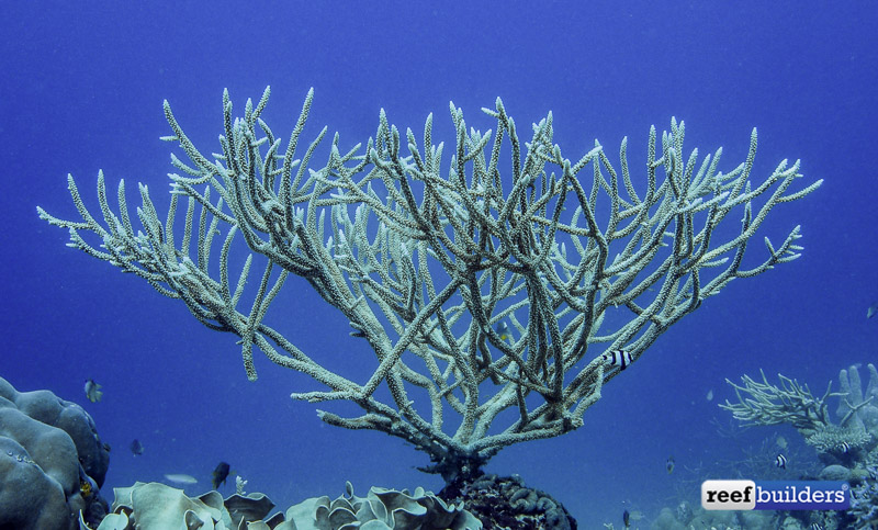 Revision of Acropora & Isopora, a free guide to Staghorn Corals, Reef  Builders