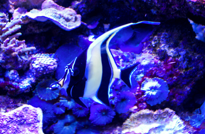 How to Remove Unwanted Fish from a Reef Tank Reef Builders The Reef and Saltwater Aquarium Blog