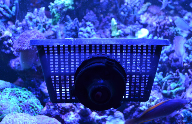 How to Remove Unwanted Fish from a Reef Tank Reef Builders The Reef and Saltwater Aquarium Blog