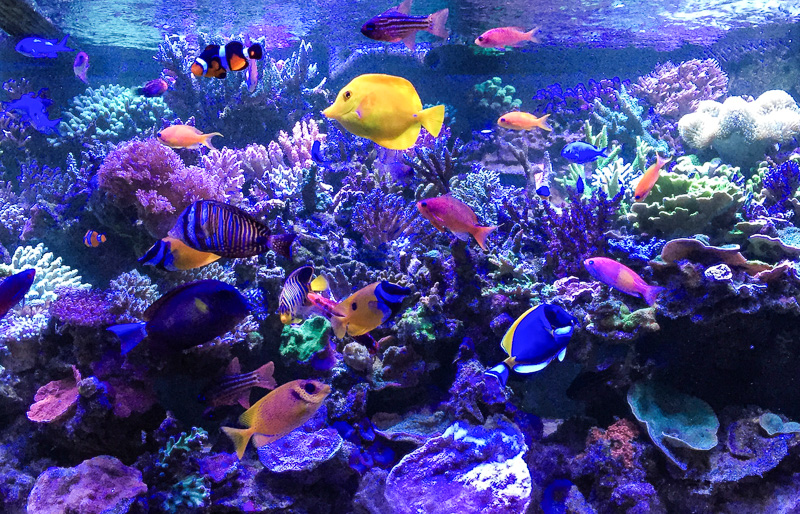 How to Remove Unwanted Fish from a Reef Tank Reef