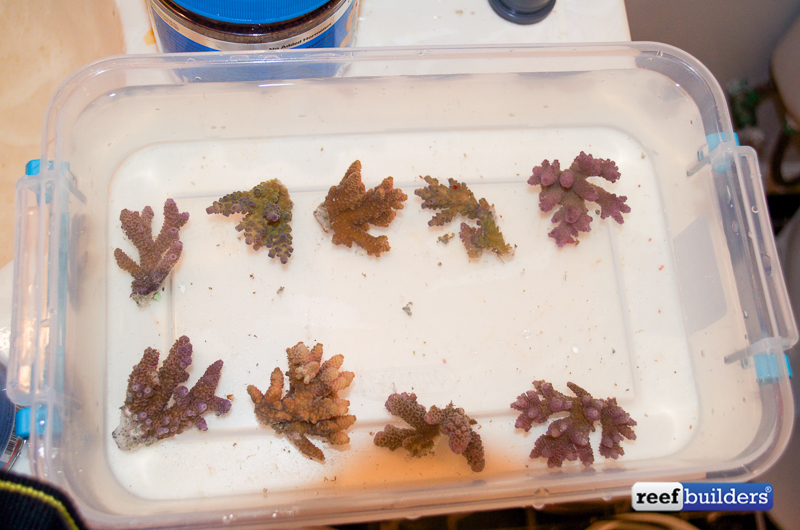 Corals in treatment bowl. Note specks are things that came off the corals