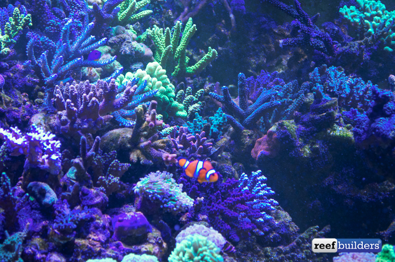How to thoroughly quarantine your Corals Reef Builders The Reef and