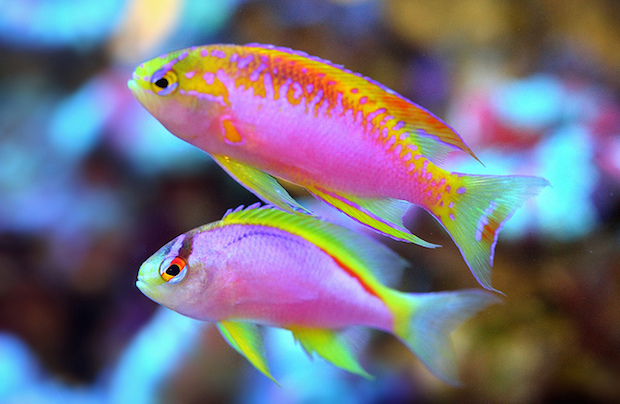 Ventralis cheap anthias care