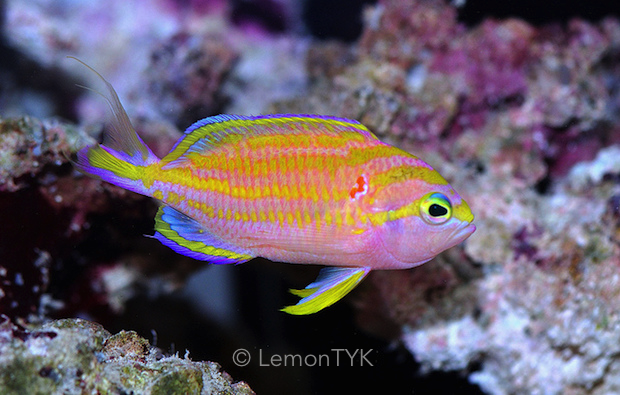 Okayama’s “Liopropoma boss” shows us how he got that name | Reef ...