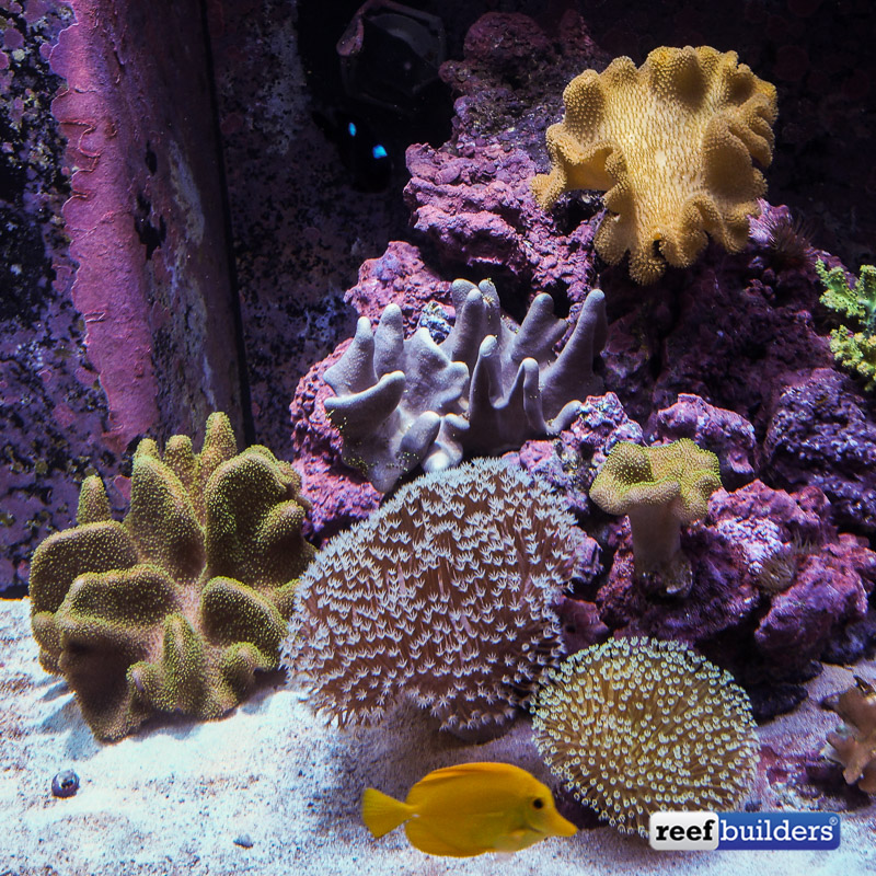 Get To Know The Leather Corals: Sarcophyton, Lobophytum And Sinularia ...