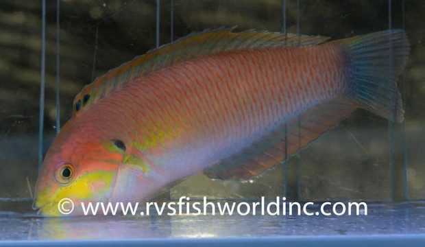 Macropharyngodon moyeri discovered and collected in the Philippines