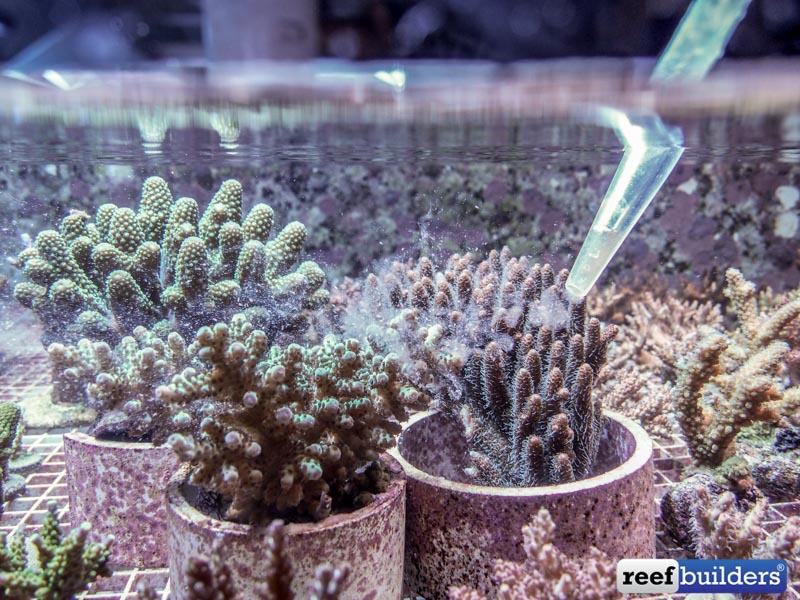 Feeding Acropora millepora