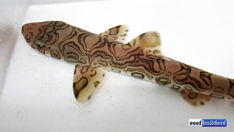 catshark plush