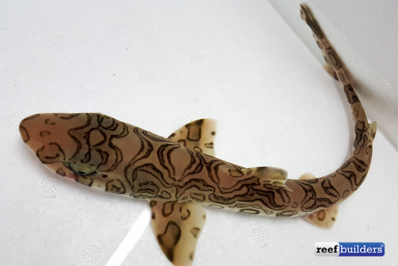 catshark plush