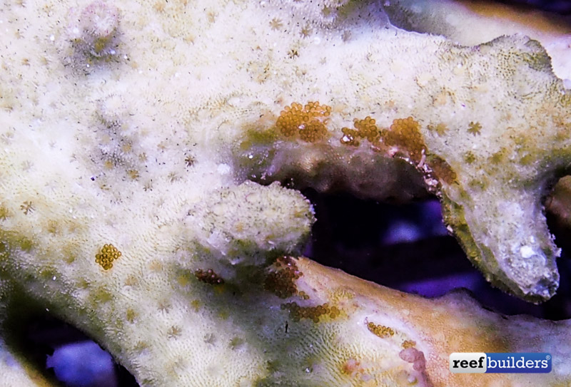 Acro eating flatworm eggs