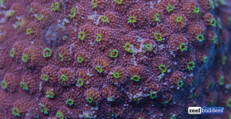 feeding aquarium corals-7