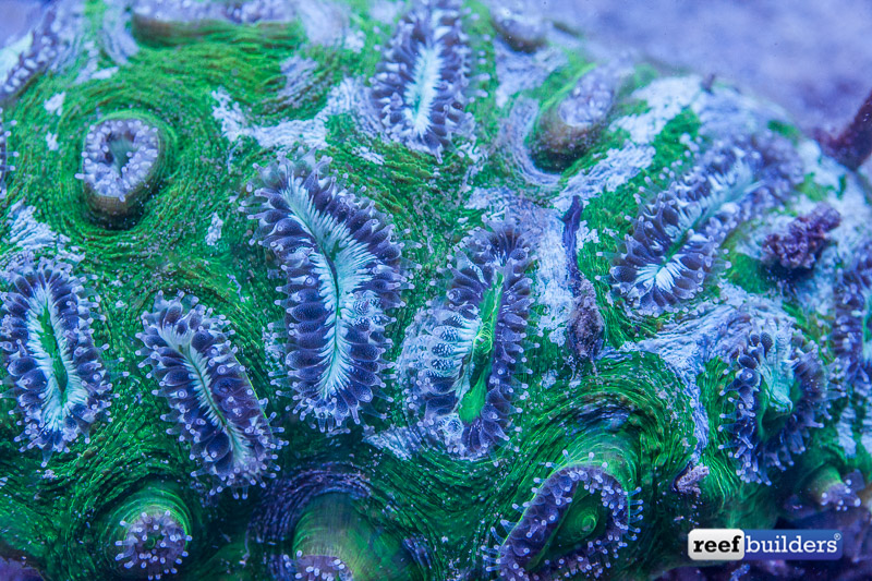 feeding aquarium corals-9